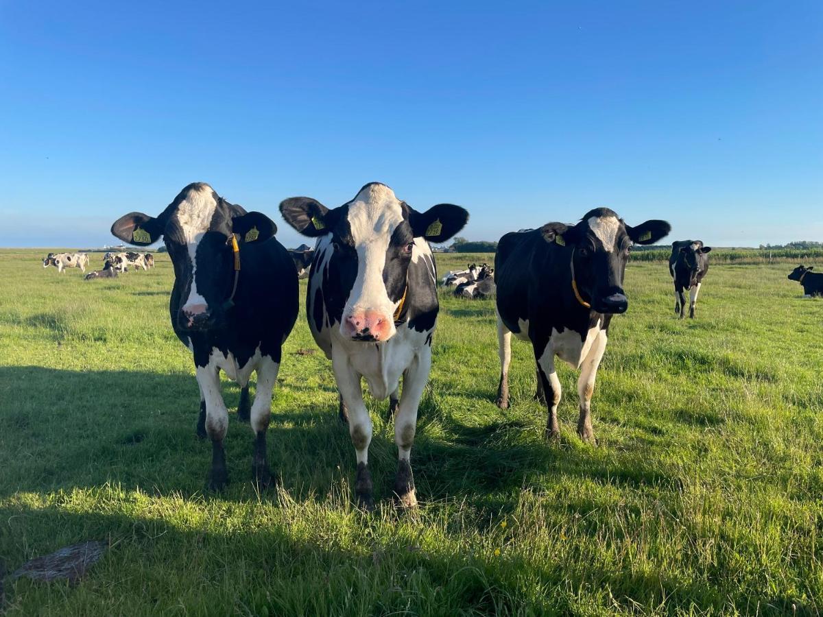 Johanneshoeve - De Mooiste Plek Op Texel Den Hoorn  Εξωτερικό φωτογραφία